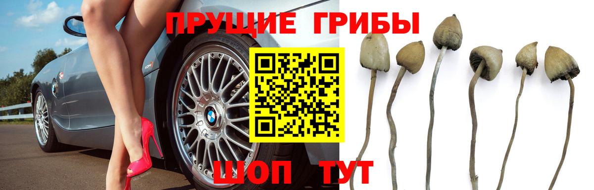 Псилоцибиновые грибы Psilocybe Выборг